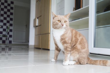 Evde kedi rahatlatıcı zencefil