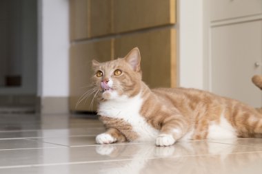 Evde kedi rahatlatıcı zencefil