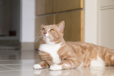 Evde kedi rahatlatıcı zencefil