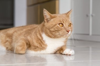 Evde kedi rahatlatıcı zencefil