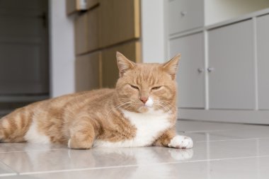 Evde kedi rahatlatıcı zencefil