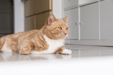 Evde kedi rahatlatıcı zencefil