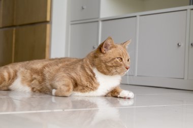 Evde kedi rahatlatıcı zencefil