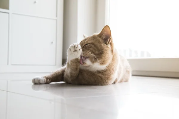 Ginger cat avkopplande hemma — Stockfoto