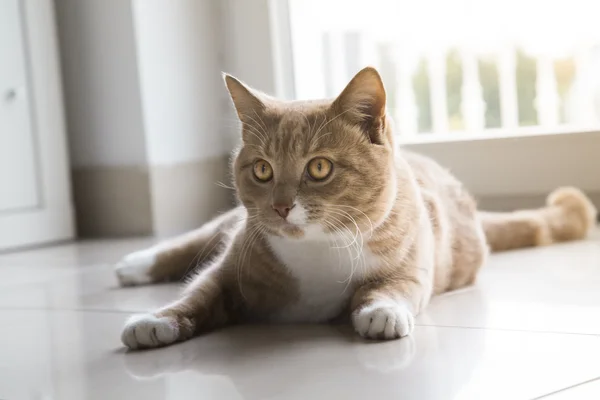 Ginger Cat relaxant à la maison — Photo