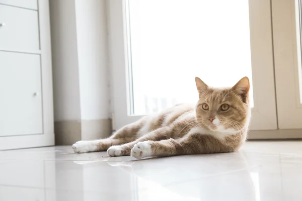 Рыжая кошка отдыхает дома — стоковое фото