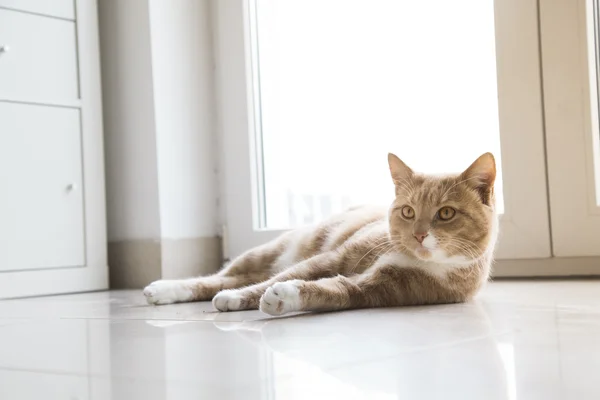 Ginger Cat relajándose en casa — Foto de Stock