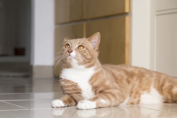 Ginger Cat relaxante em casa — Fotografia de Stock