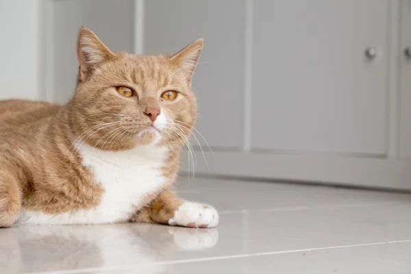Ginger Cat relajándose en casa — Foto de Stock