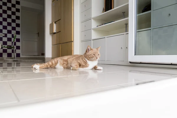 Ginger Cat relajándose en casa — Foto de Stock