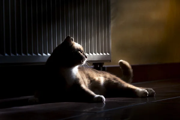 Kat in donkere kamer — Stockfoto