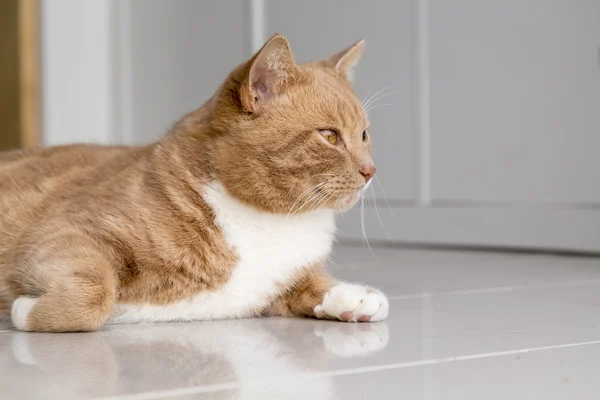 Ginger cat avkopplande hemma — Stockfoto