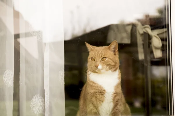 Τζίντζερ γάτα κοιτάζω έξω από το παράθυρο — Φωτογραφία Αρχείου