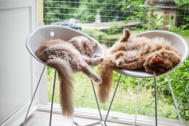 iki kedi evde rahat ol
