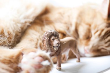 plastik oyuncak kedi oynuyor