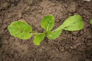 bahçede yeni bitkiler büyümek