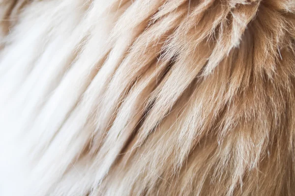 猫の毛皮をクローズ アップ — ストック写真