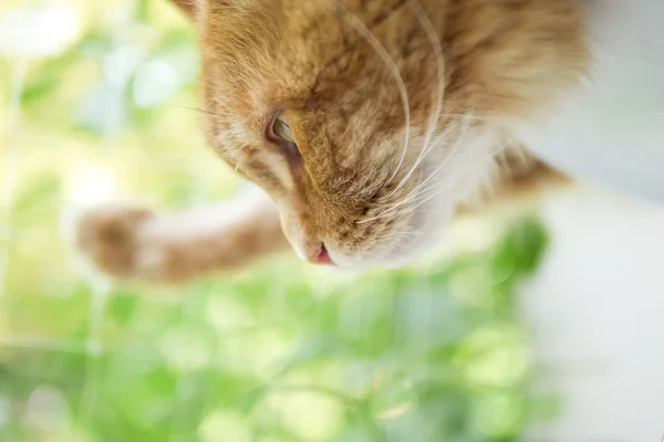 Кот расслабляется дома — стоковое фото