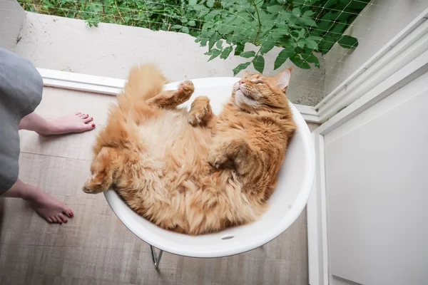 Katten slappnar hemma — Stockfoto