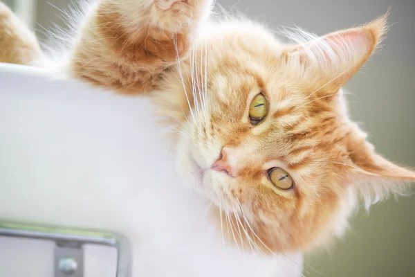 Gato relaxa em casa — Fotografia de Stock