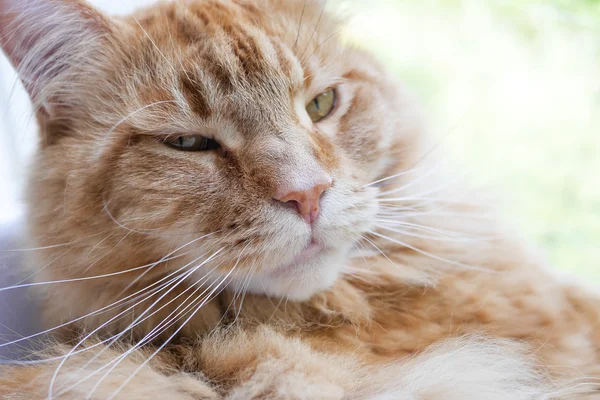 Gato relaxa em casa — Fotografia de Stock