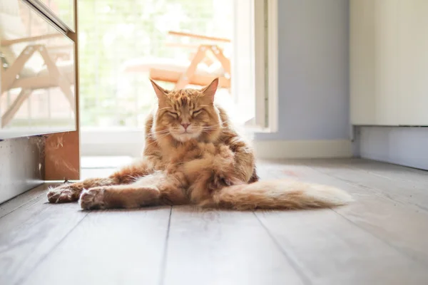 Katze zu Hause auf Holzboden — Zdjęcie stockowe