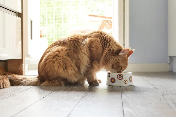 Кошка ест на кухне — стоковое фото