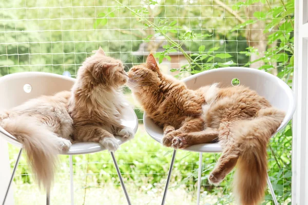 Δύο γάτες να χαλαρώσετε στο σπίτι — Φωτογραφία Αρχείου