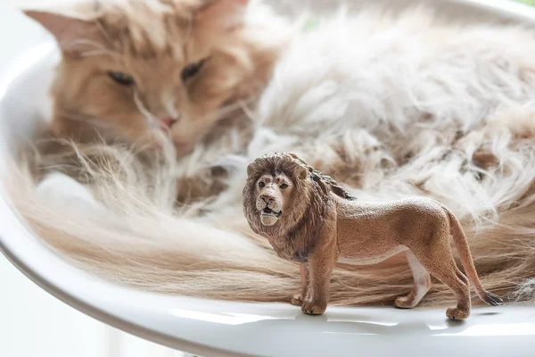 Gato juega con juguete de plástico — Foto de Stock