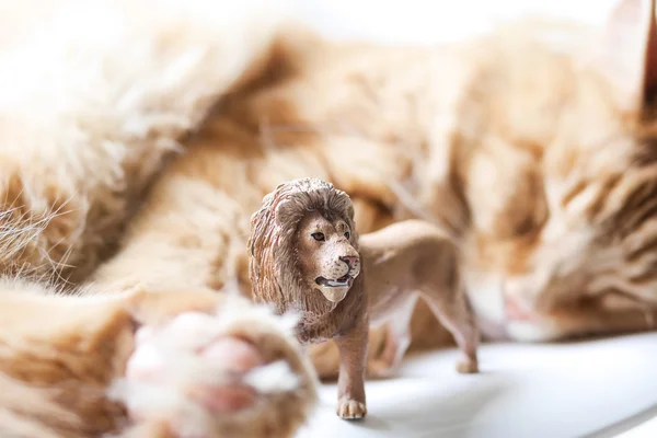 Cat plays with plastic toy — Stock Photo, Image