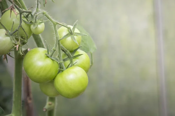 Greenhouse with fresh tomatoes — Stock Photo, Image