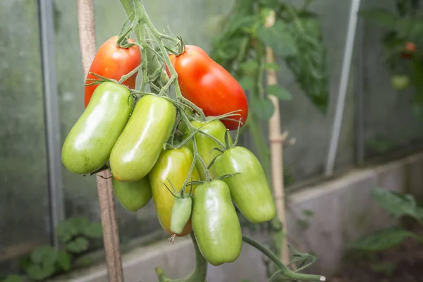 Greenhouse with fresh tomatoes — Stock Photo, Image