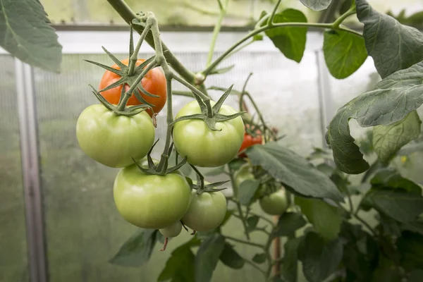 Greenhouse with fresh tomatoes — Stock Photo, Image