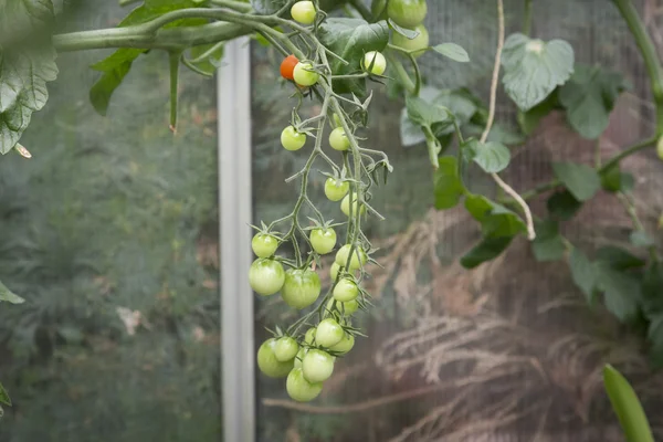 Greenhouse with fresh tomatoes — Stock Photo, Image