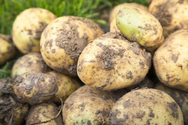 Biologische aardappelen uit tuin — Stockfoto