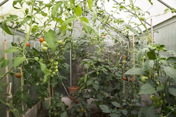 Greenhouse with fresh tomatoes — Stock Photo, Image