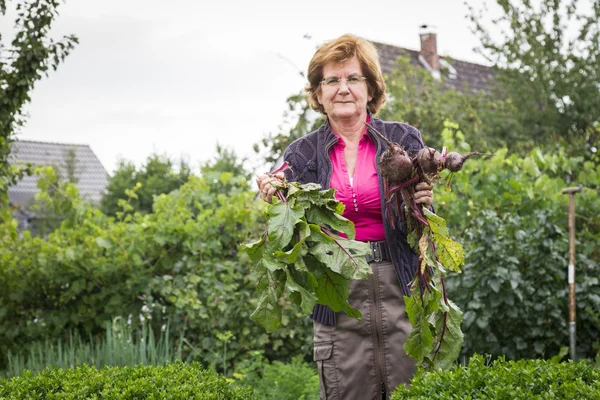 Woman harvesting self grown vegetables — Stock Photo, Image