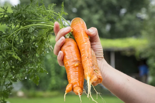 Mano sosteniendo zanahorias orgánicas frescas — Foto de Stock