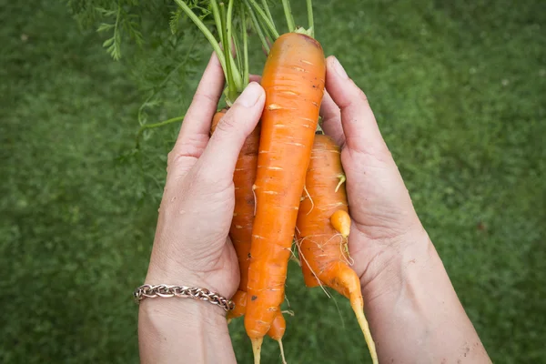 Hand holding fresh organic carrots — Stock Photo, Image