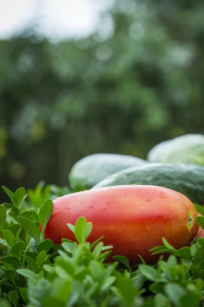 Cucumber and tomatoe in garden — Stock Photo, Image