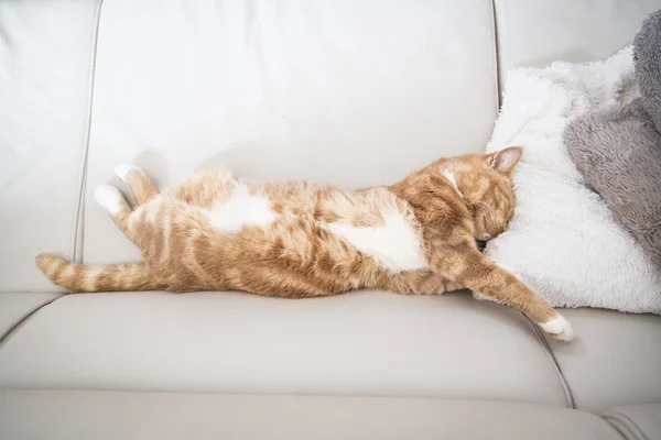 Cat sleeping on couch — Stock Photo, Image