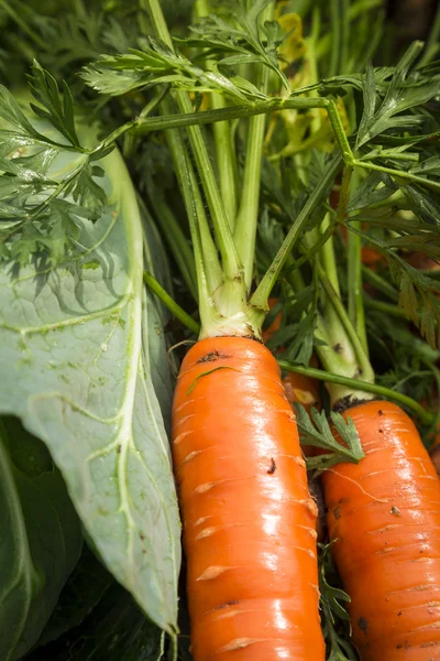 Fresh organic carrots — Stock Photo, Image