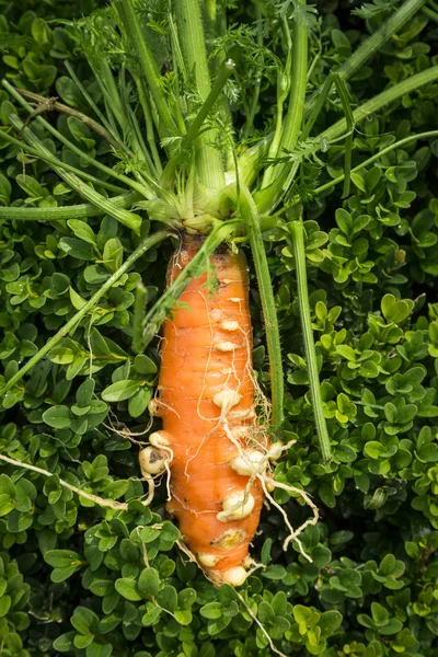 Fresh organic carrots — Stock Photo, Image