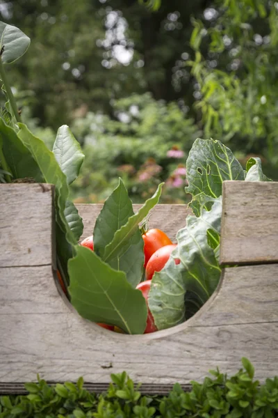 Verduras cultivadas en casa del jardín —  Fotos de Stock