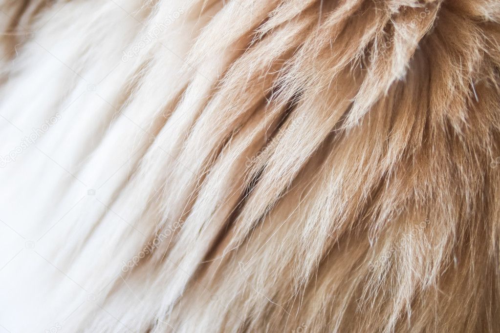 Cat fur close up