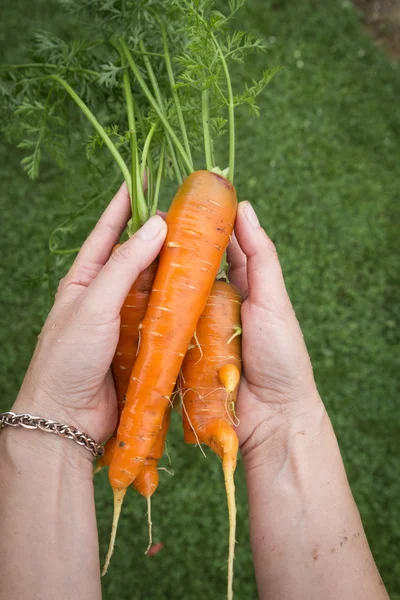 Hand holding fresh organic carrots — Stock Photo, Image