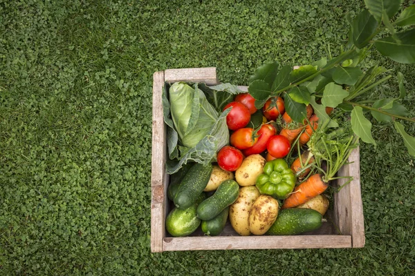 Organic vegetables in wooden box — Stock Photo, Image