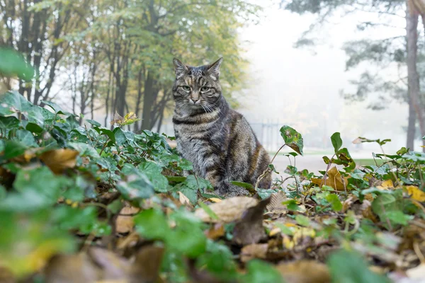 Gato sentado en el bosque — Foto de Stock