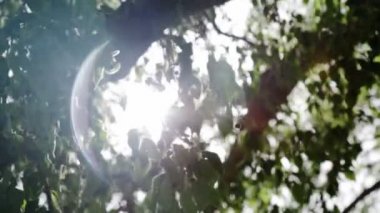 Fransa'da Akdeniz bahçede güneş ışınları