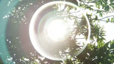 Fransa'da Akdeniz bahçede güneş ışınları